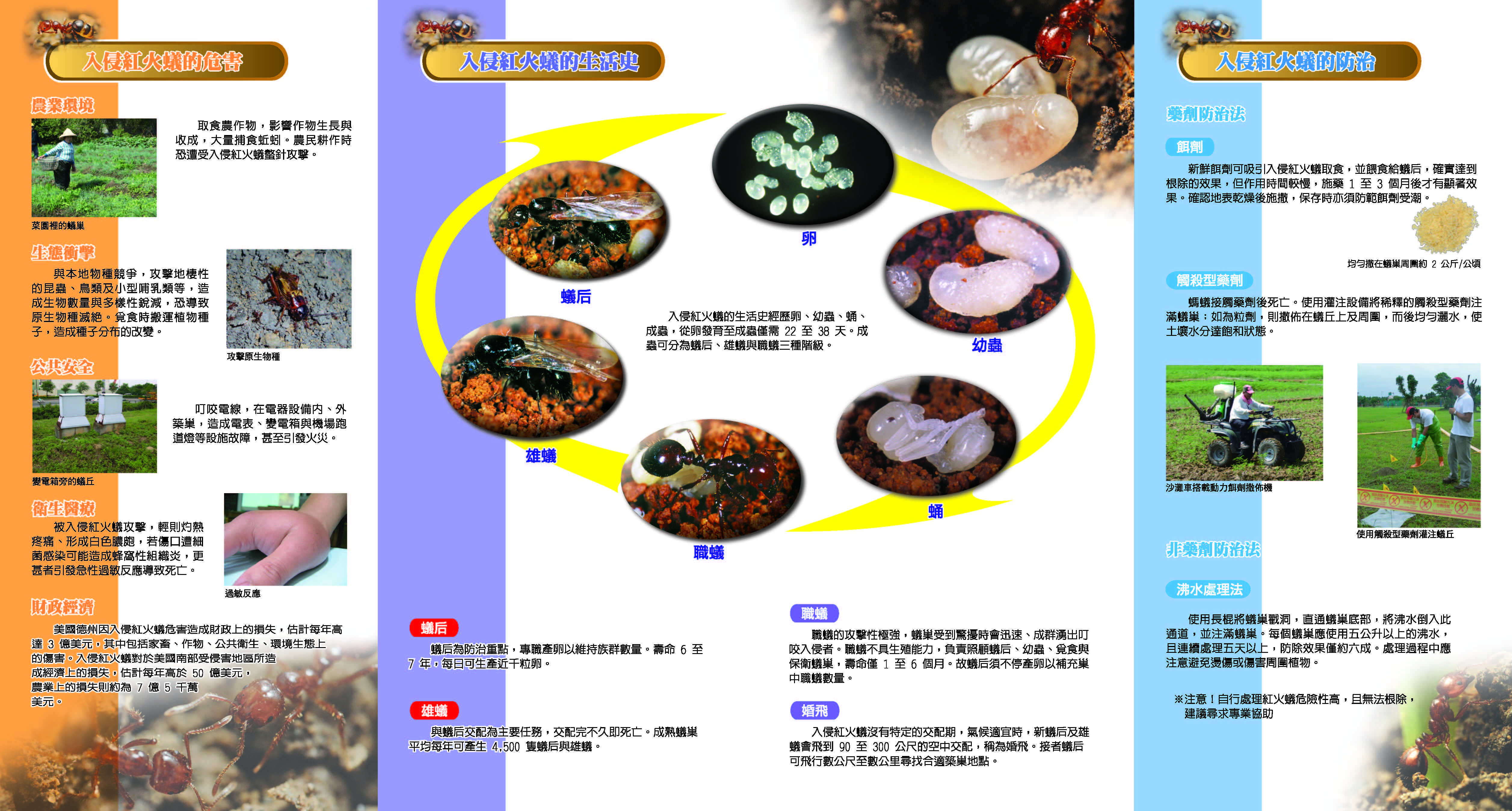 紅火蟻辨別１