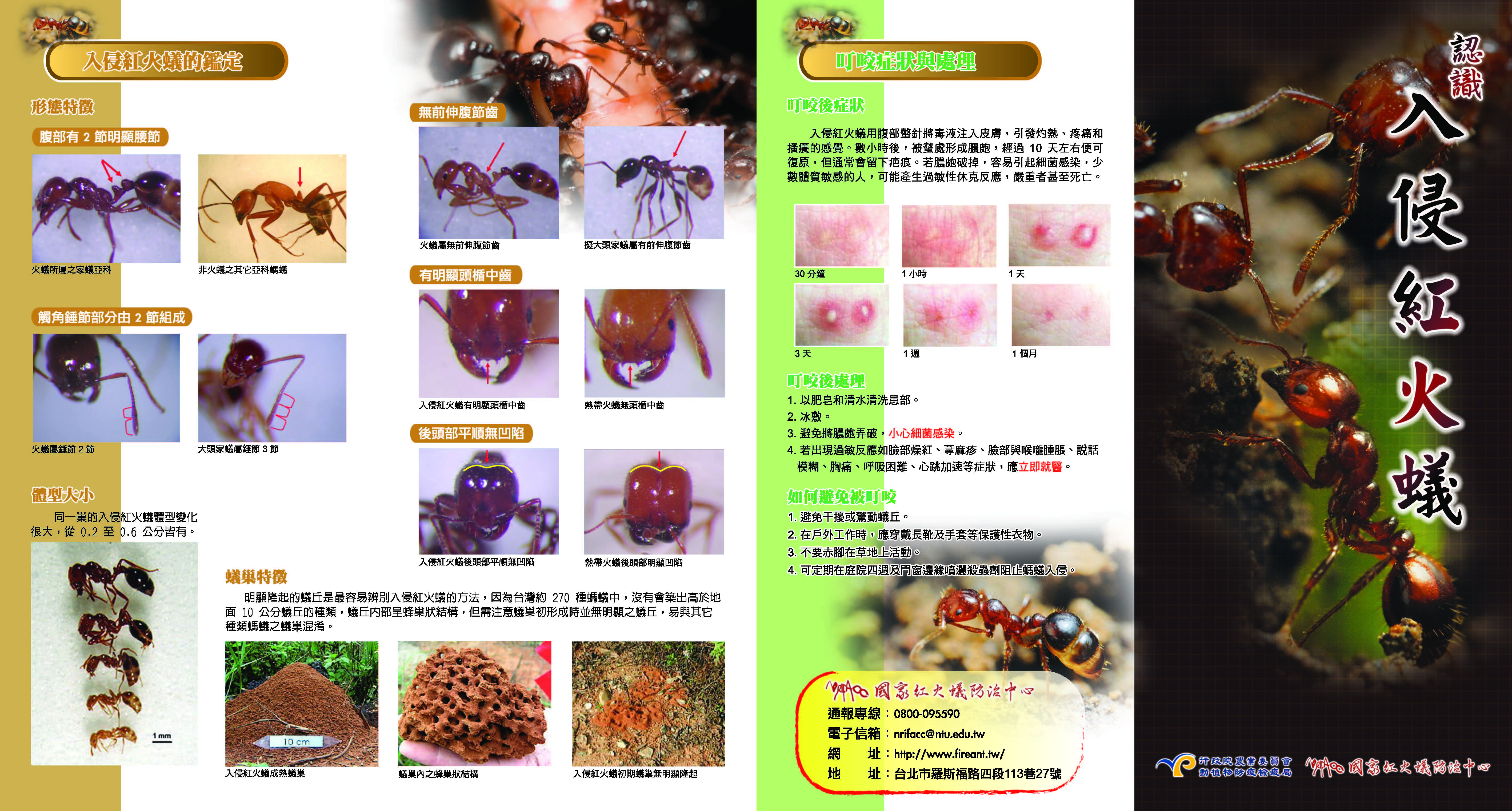 紅火蟻辨別２